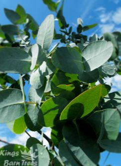 Eucalyptus cordata - Heart Leaved Silver Gum