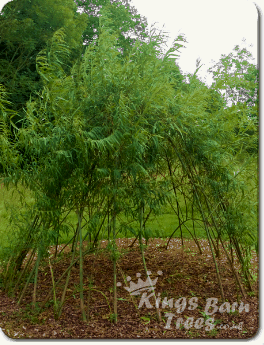 Living Willow Dome Kits
