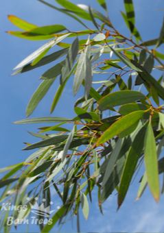 Eucalyptus mitchelliana - Mount Buffalo Gum
