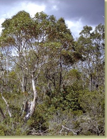 Eucalyptus archeri - Alpine Cider Gum