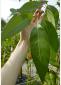 Eucalyptus kitsoniana - Gippsland Mallee  - view 2