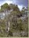 Eucalyptus archeri - Alpine Cider Gum - view 1