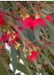 Eucalyptus leucoxylon 'Rosea' - Red Flowered Yellow Gum - view 1