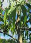 Eucalyptus rubida ssp rubida - Candle Bark Gum - view 1