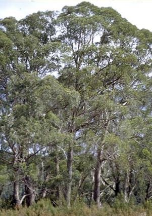 Eucalyptus nitida - Smithton Gum