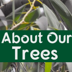 About Our Trees