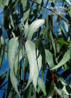 Eucalyptus aggregata - Black Gum