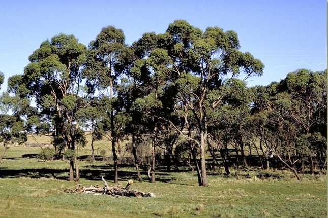 Eucalyptus aggregata - Black Gum