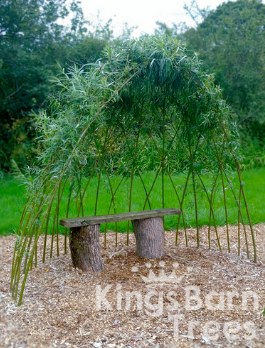 Living Willow Arbour Kits 