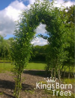 Living Willow Arch Kits 