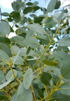 Eucalyptus archeri - Alpine Cider Gum