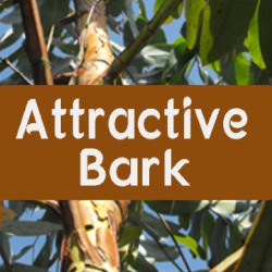 Attractive Bark