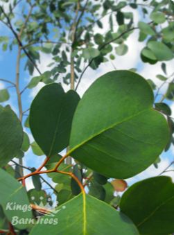 Eucalyptus camphora ssp. camphora - Swamp Gum
