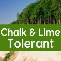 Chalk & Lime Soil