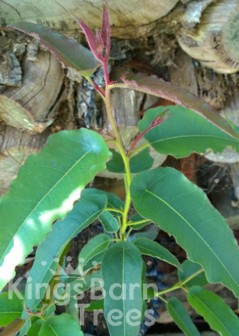 Eucalyptus citriodora - Lemon scented gum