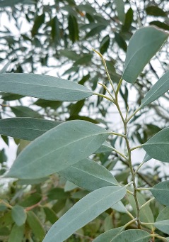 Eucalyptus coccifera - Tasmanian Snow Gum