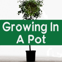 Growing In Pots