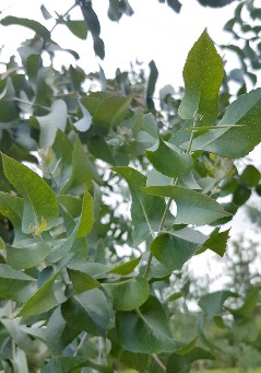 Eucalyptus crenulata - Victorian Silver Gum