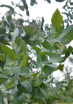 Eucalyptus crenulata - Victorian Silver Gum