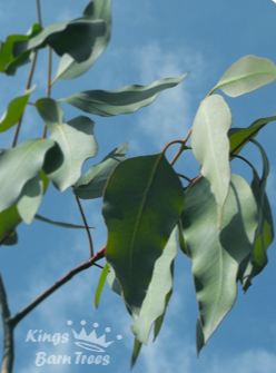 Eucalyptus dalrympleana - Mountain Gum