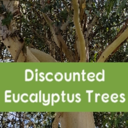 Discounted Eucalyptus Trees