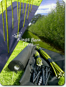Living Willow Double Row Hedge Kit - per metre