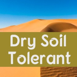 Dry Soils