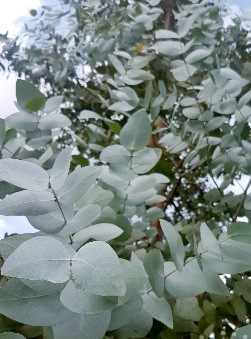 Eucalyptus cinerea - Argyle Apple, Silver Dollar Gum