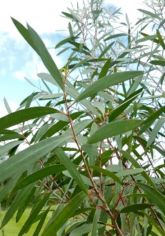 Eucalyptus kybeanensis - Kybean Mallee Ash
