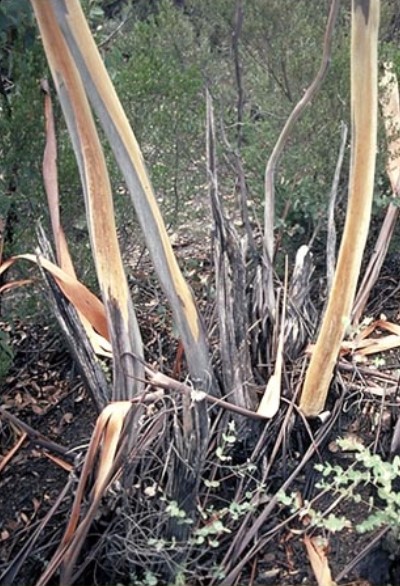 Eucalyptus saxatilis - Suggan Buggan Gum