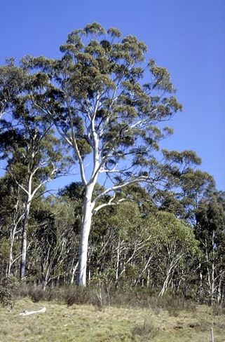 Eucalyptus dalrympleana - Mountain Gum