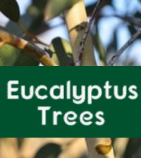 Eucalyptus Trees