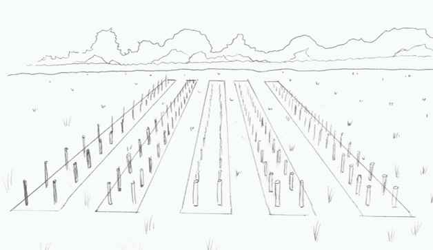 Illustration of Willow beds after planting