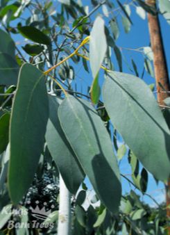 A photo of a eucalyptus tree, like those used by Lenzing AG to make their TENCEL™  lyocell fibers.