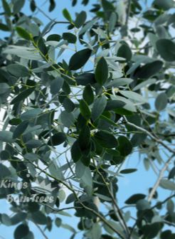 Eucalyptus gunnii ssp divaricata - Blue ice cider gum