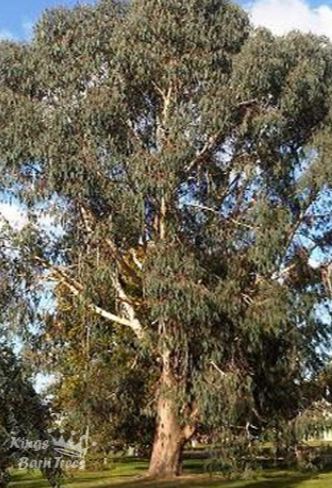 mature eucalyptus trees Mature moms across america