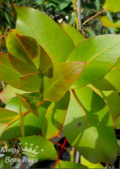 Eucalyptus kitsoniana - Gippsland Mallee 