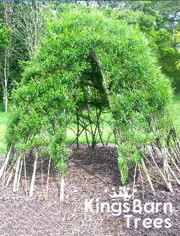 Living Willow Dome Kits