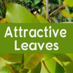 Attractive Leaves