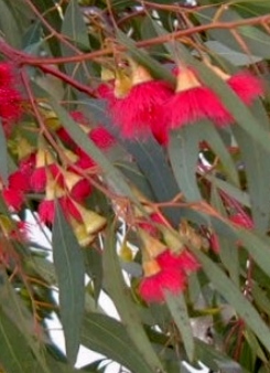 Eucalyptus leucoxylon 'Rosea' - Red Flowered Yellow Gum