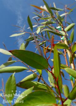 Eucalyptus ligustrina - Privet Leaved Stringbark
