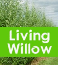Living Willow