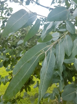Eucalyptus neglecta - Omeo Gum