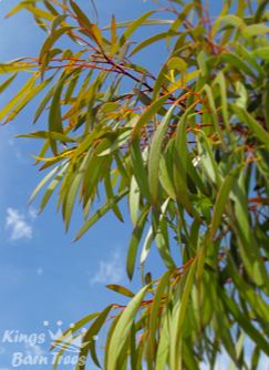 Eucalyptus nitida - Smithton Gum