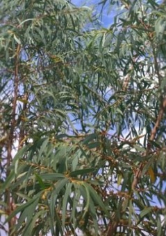 Eucalyptus parvula - Small Leaved Gum