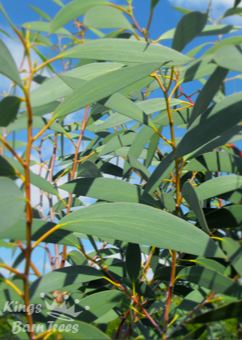 Eucalyptus pauciflora ssp niphophila