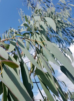 Eucalyptus perriniana - Spinning Gum