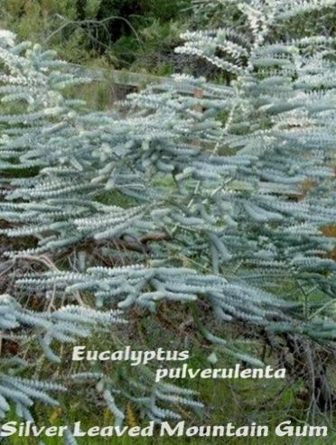Eucalyptus pulverulenta - Baby Blue Silver Leaved Mountain Gum