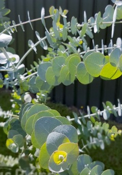 Eucalyptus pulverulenta - Baby Blue Silver Leaved Mountain Gum
