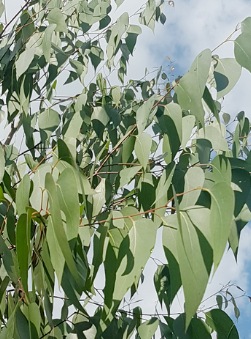 Eucalyptus regnans -  Mountain Ash or Giant Ash